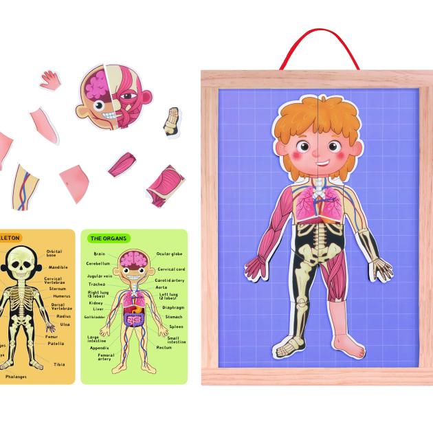 Body Magnetic Chart